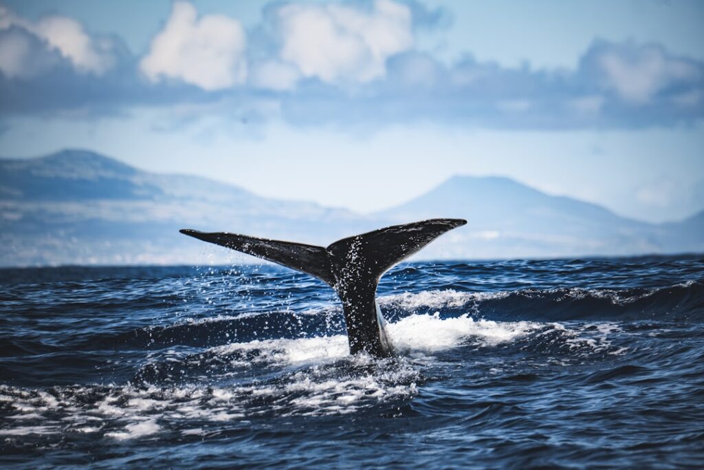 XRP Price Consolidates Near $1.41 Amid Whale Accumulation